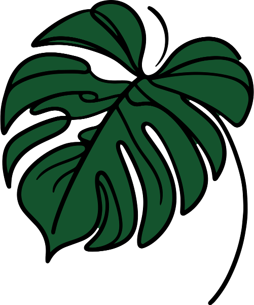 Monstera Dunkelgrün